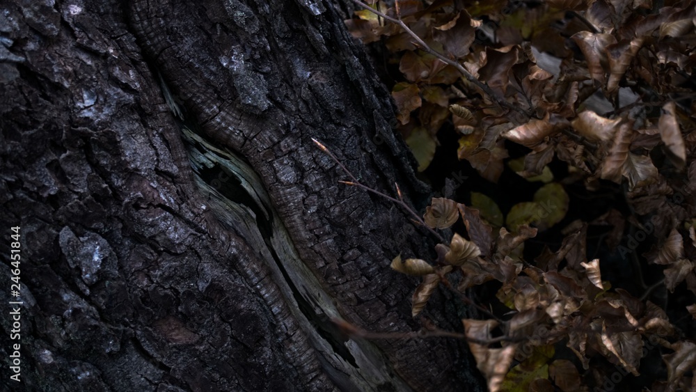 Obraz premium Rinde und Blätter