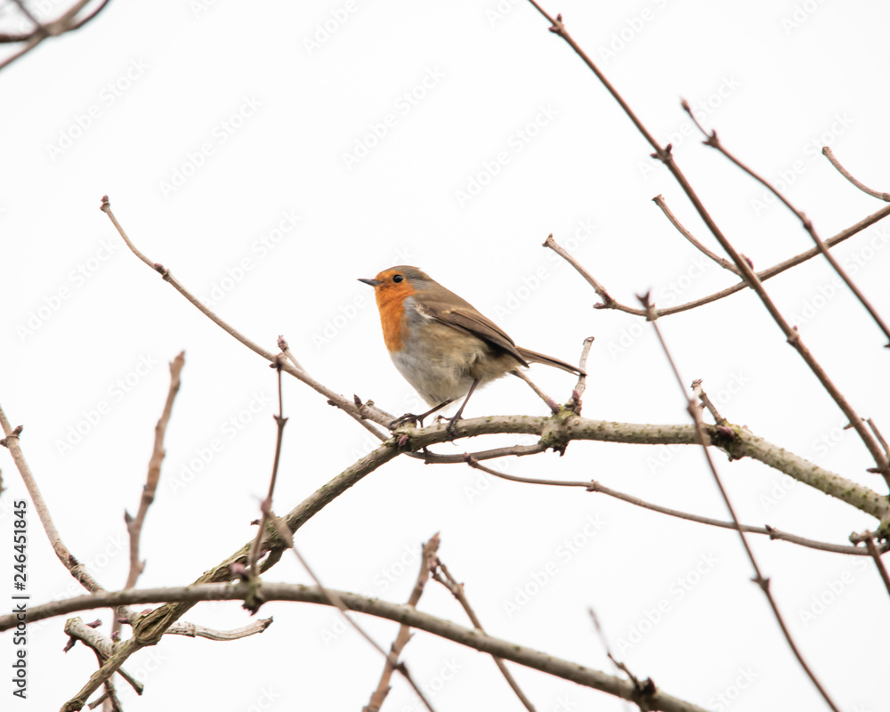 Robin bird on a branch Robin bird on a branch