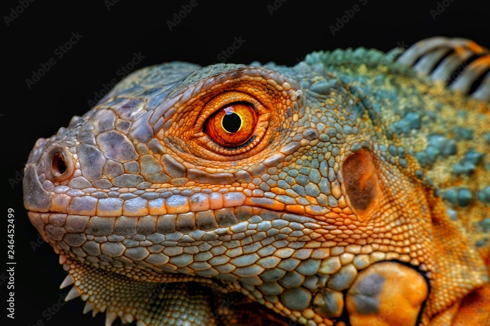 Fototapeta premium Dragon Face