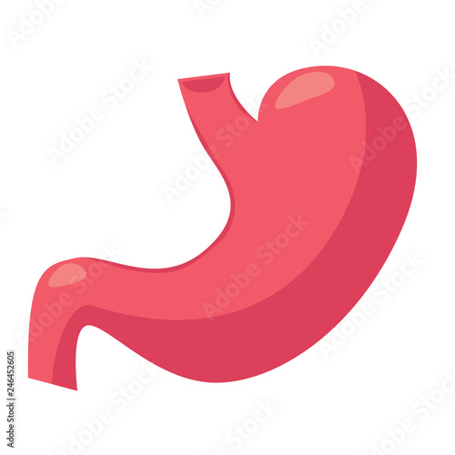 Schilderij op canvas Stomach illustration. Drawing of stomach