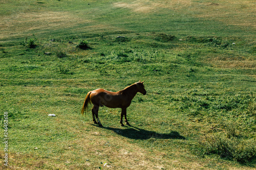 The chestnut horse gallops on a meadow lit with a rising sun
