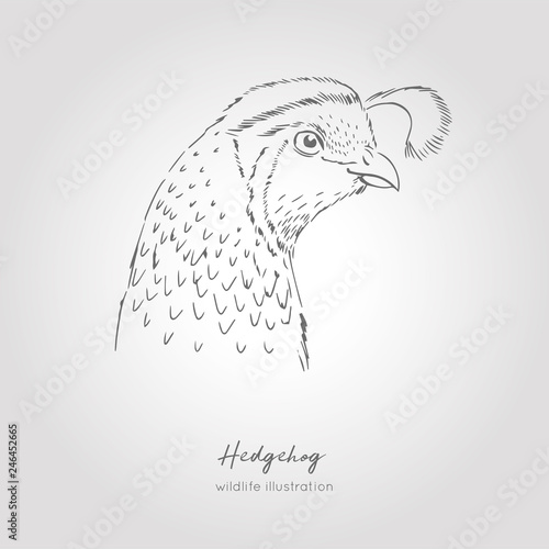 Isolated quail bird head illustration. Hand drawn vector graphic. Organic sketched farming birds. Use for farm logo branding, restaurant, menu, grocery, market, store, party, meal