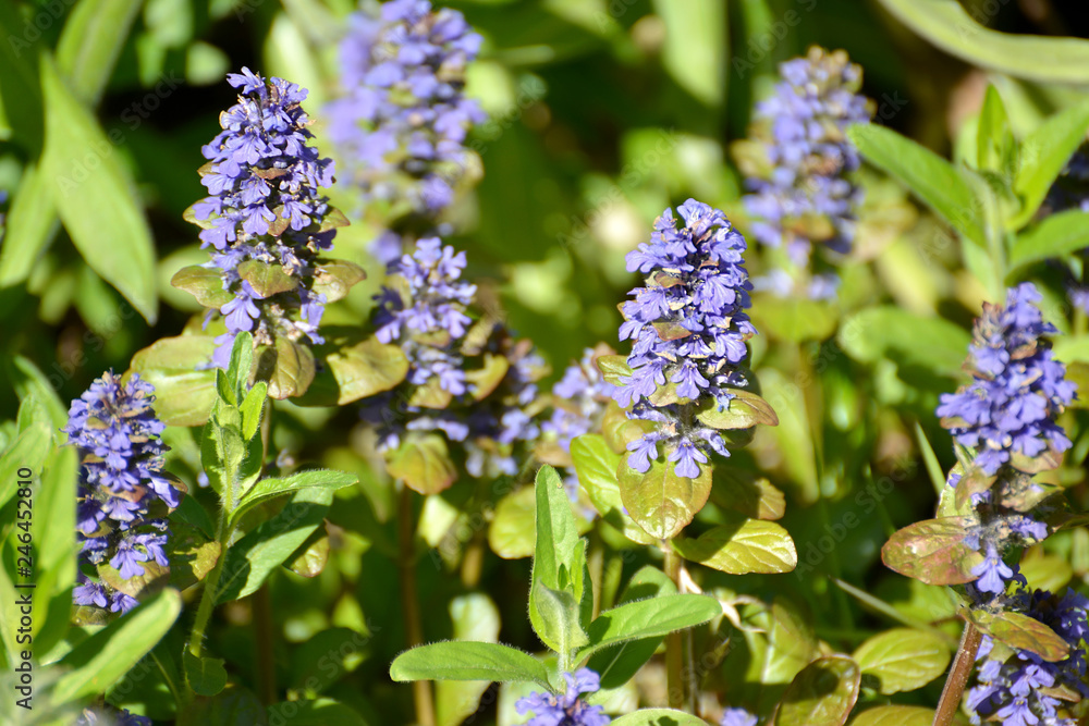 The blossoming Ajuga creeping (Ajuga reptans L.), lit with the sun The blossoming Ajuga creeping (Ajuga reptans L.), lit with the sun