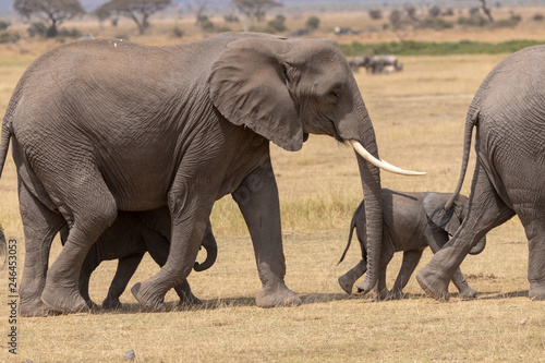 flock of elephants Kenya   fuzzy background