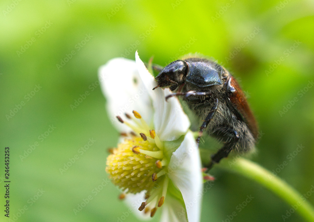 Maikäfer auf Blume Maikäfer auf Blume