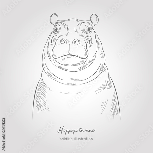 Realistic hand drawn vector sketch of hippo head front view.