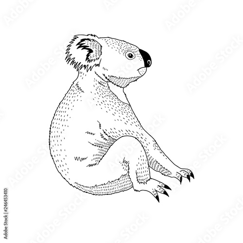 Vector decorative illustration of sitting koala Australian animal Hand drawn decorative image isolated on white. Perfect for kids textile t-shirt colourig book design. photo