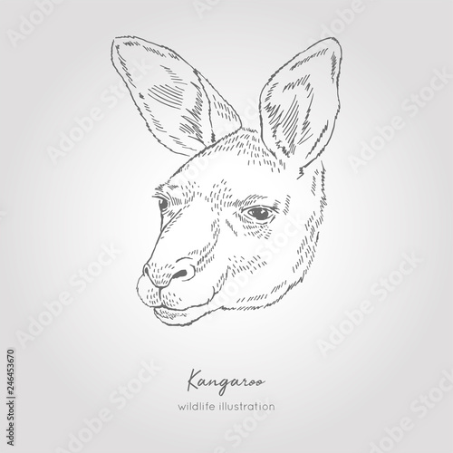 Vector Hand drawn sketch illustration of kangaroo head