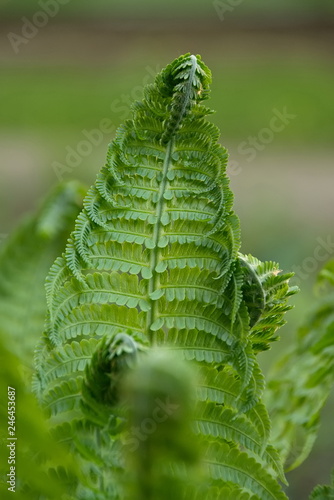 green fern leaves. Closeup of green fern leaves.