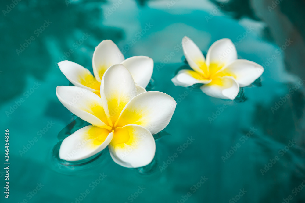 fleur dans la piscine fleur dans la piscine