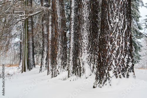 The trunks of larch trees covered with snow .Winter landscape.