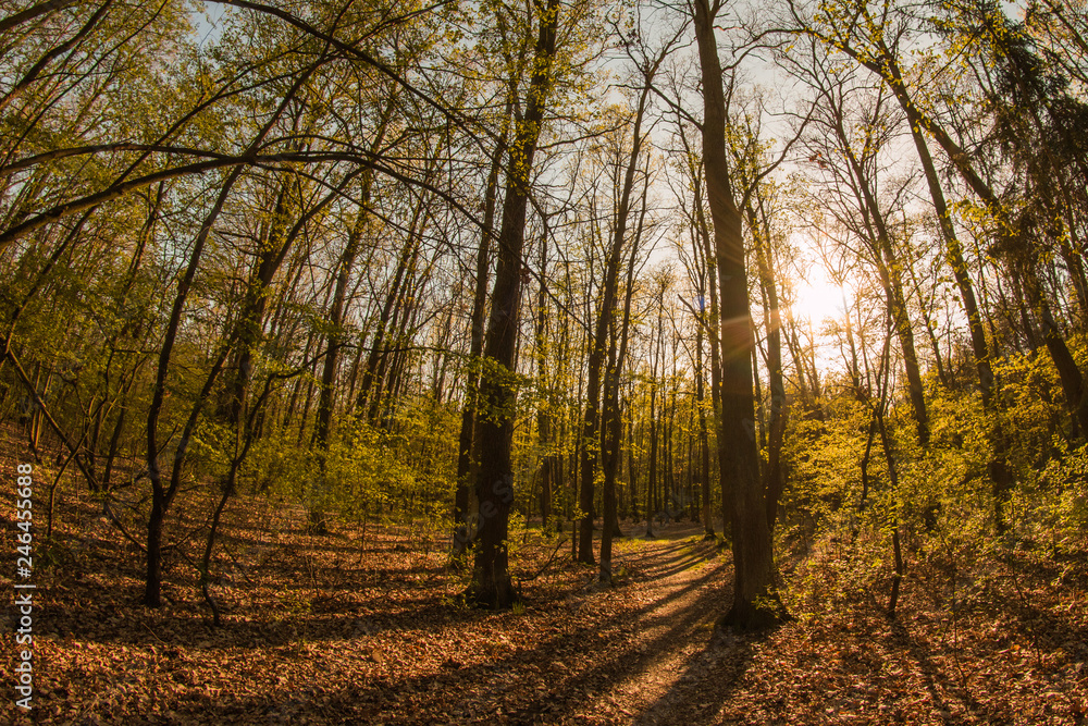 Fototapeta premium A picture from the bright sunny spring day in the forest in Europe. Sun is going down and the wood is full of colors. 