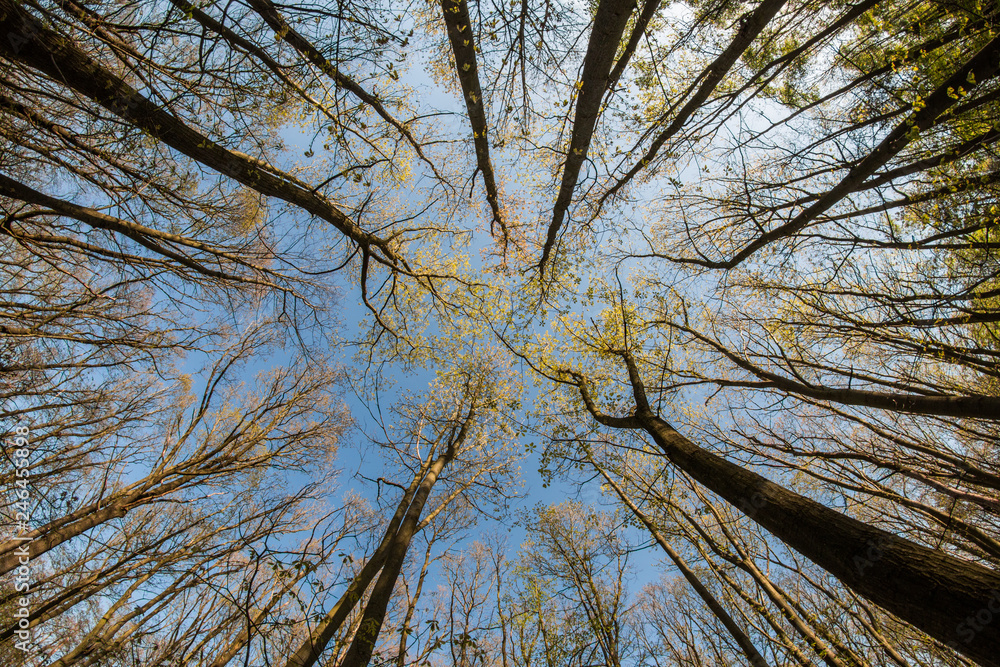 Fototapeta premium Looking up in the treetops during the hot spring day. 