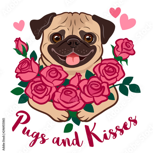 Funny pug puppy dog holding a bunch of pink roses, with hearts and text "Pugs and Kisses", isolated on white. Valentine's day, love, friends, kids, pet lovers, dating, romance theme vector cartoon.