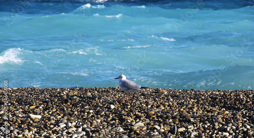 Seagull