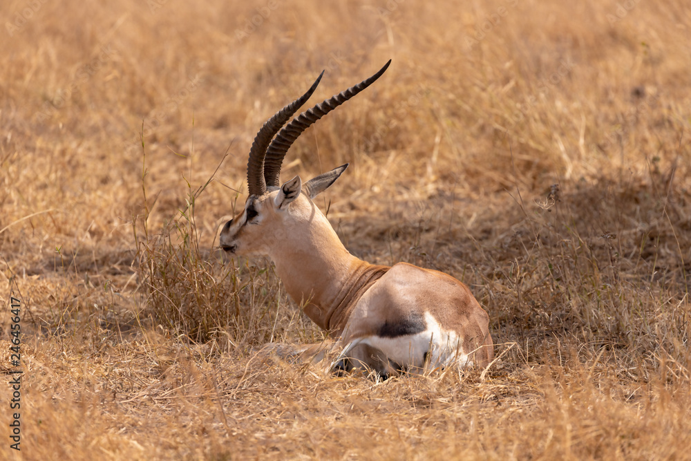 sitting gazelle, tanzania, serengeti sitting gazelle, tanzania, serengeti
