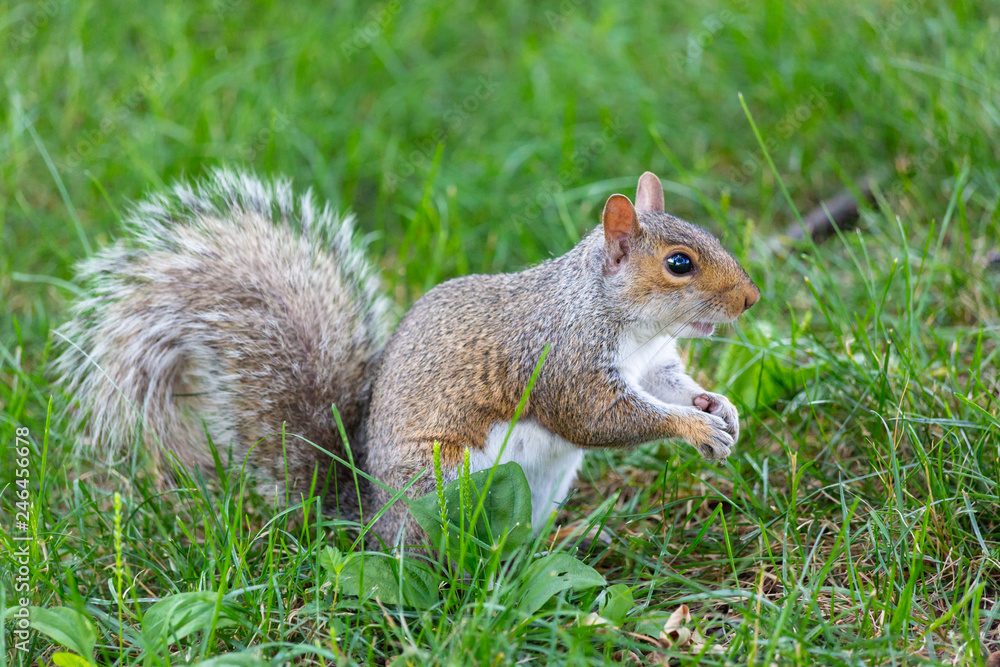 A cute squirrel A cute squirrel