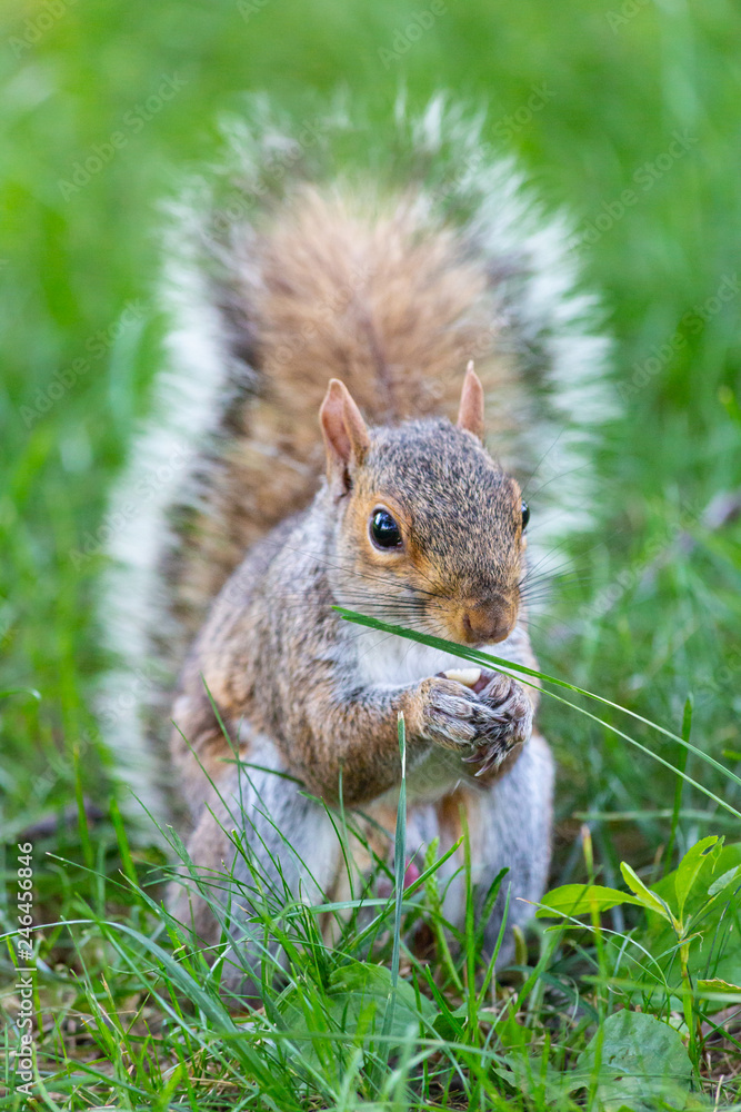 A cute squirrel A cute squirrel