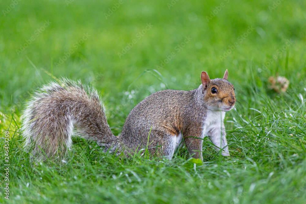 Obraz premium A cute squirrel