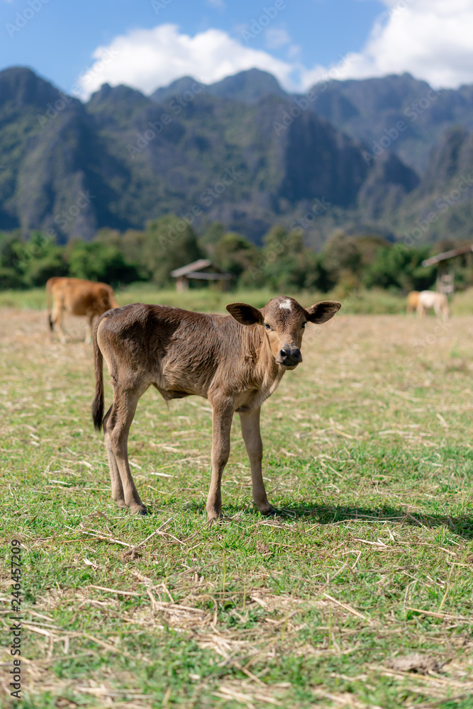 Enjoying the countryside of vang vieng in laos. Very peacefull surrounding outside the busy city. Relaxing with the cows Enjoying the countryside of vang vieng in laos. Very peacefull surrounding outside the busy city. Relaxing with the cows
