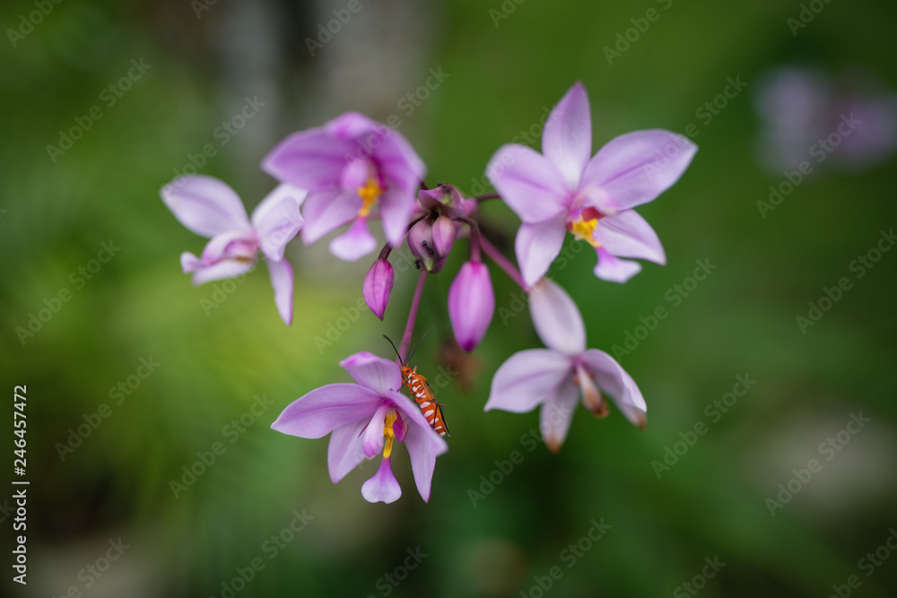 purple flowers in the garden with beetle purple flowers in the garden with beetle