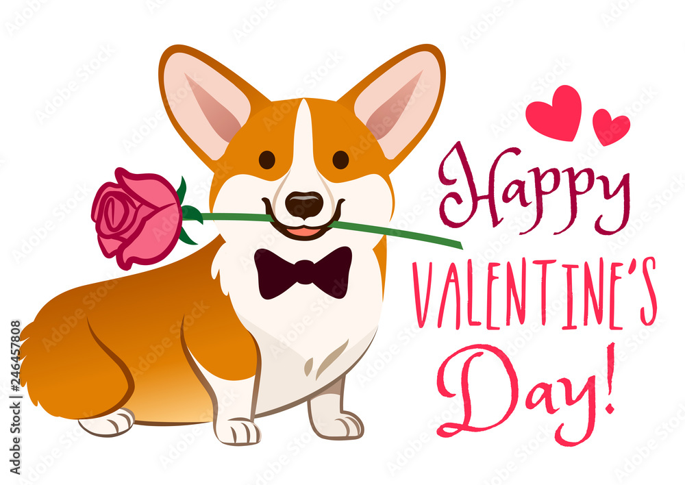 Corgi dog with rose flower in mouth Valentine's day card vector cartoon. Cute sitting corgi puppy on white background. Funny humorous love, pets, animals, Happy Valentine's Day theme design element. Stock Vector