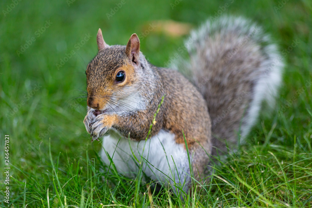A cute squirrel A cute squirrel