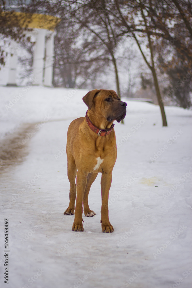  Dog in winter