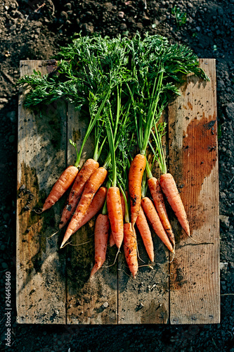 bunch of baby carrots on wooden board with dirt