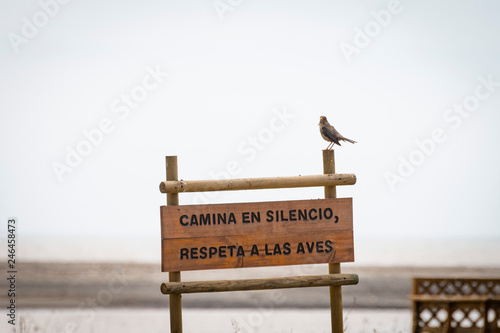 Camina en Silencio
