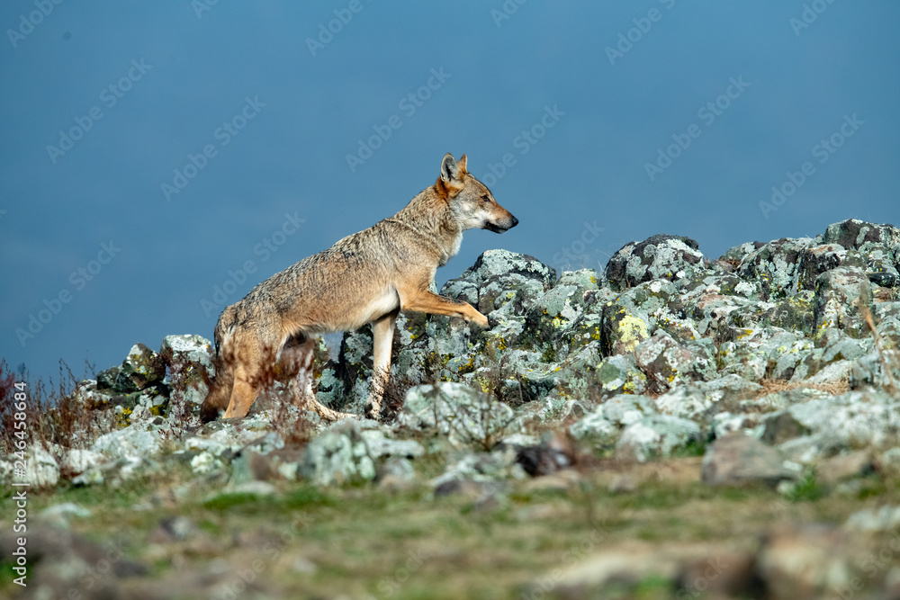 Eurasian grey wolf, Canis lupus walking on rocks in autumn mountain