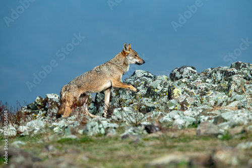 Obraz na płótnie Eurasian grey wolf, Canis lupus walking on rocks in autumn mountain w salonie