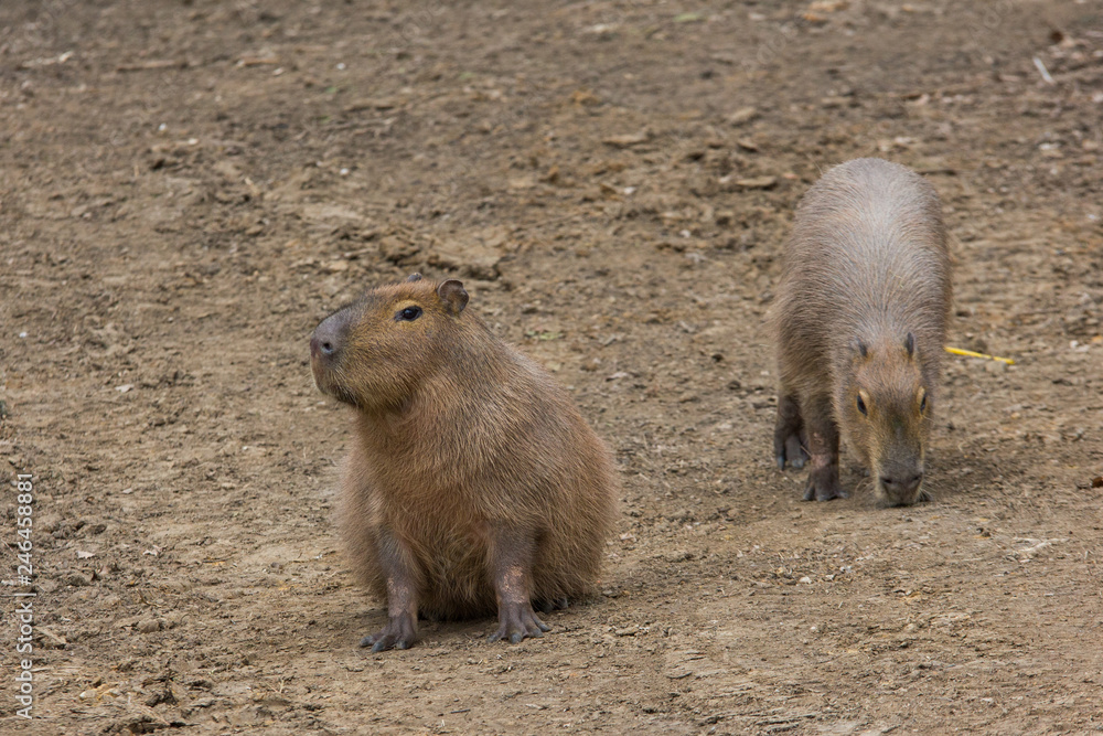 A pair of Capybaras in the zoo. The largest living rodent. A pair of Capybaras in the zoo. The largest living rodent.