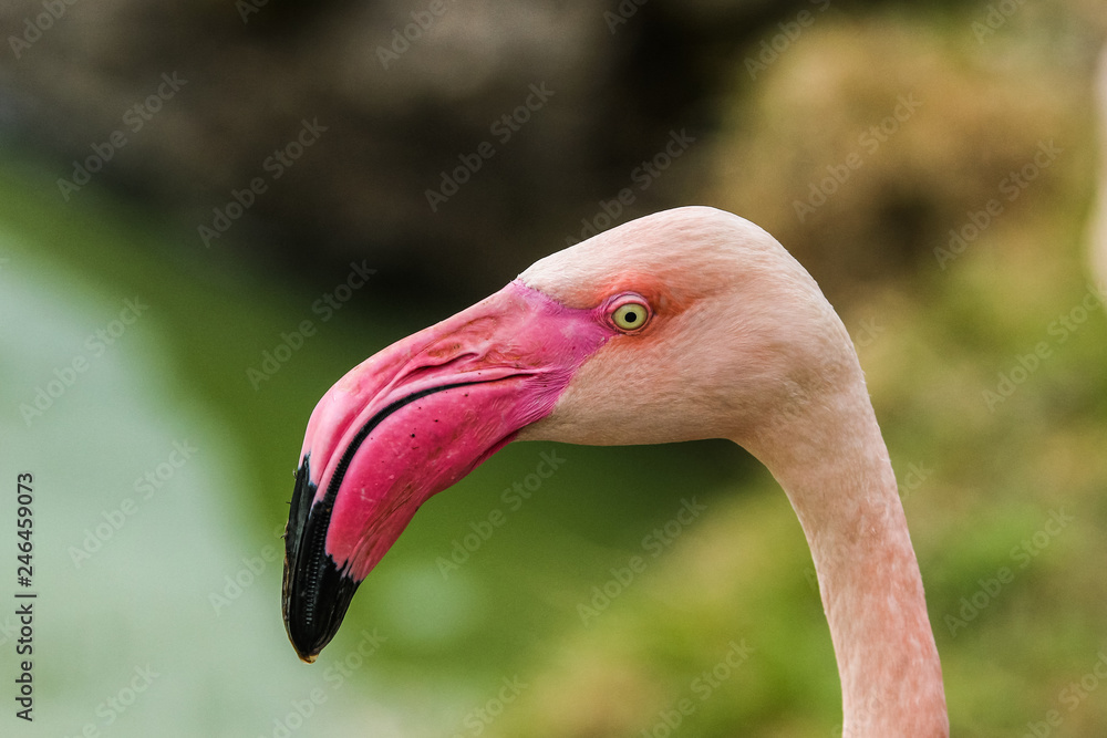 Fototapeta premium A detail picture of the flamingo´s head. Nice and colorful big bird. 