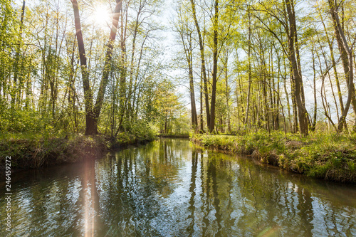 river in the forest