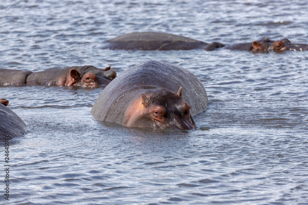 Fototapeta premium hippos in the water Tanzania safari