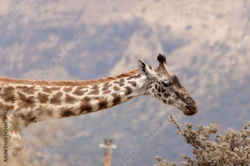 Photography Giraffe's neck Tanzania Africa/fuzzy background