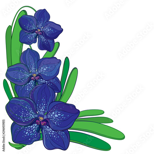 Vector corner bouquet with outline blue Vanda orchid flower and green leaf isolated on white background. Epiphyte tropical flower. Exotic ornate Vanda in contour style for summer design.