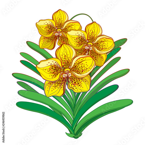 Vector bouquet with outline yellow Vanda orchid flower and green leaf isolated on white background. Epiphyte tropical flower. Exotic ornate Vanda in contour style for summer design.