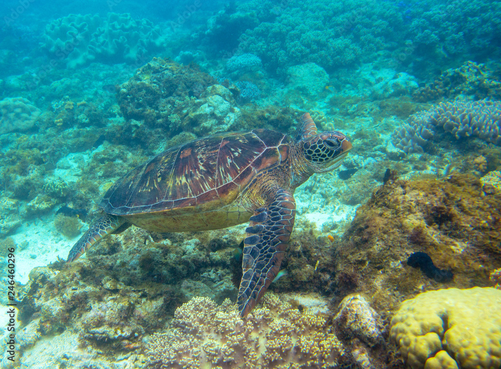 Green turtle swimming underwater photo. Sea turtle closeup. Oceanic animal in wild nature. Summer vacation