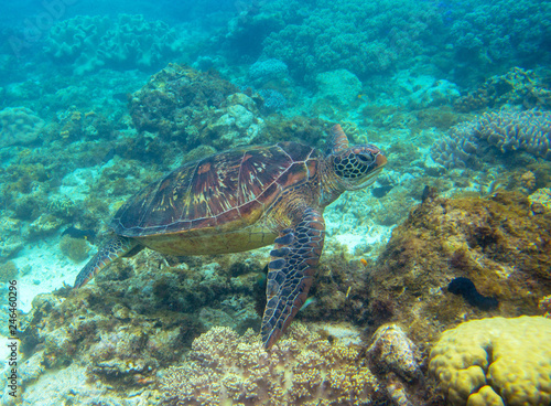 Green turtle swimming underwater photo. Sea turtle closeup. Oceanic animal in wild nature. Summer vacation