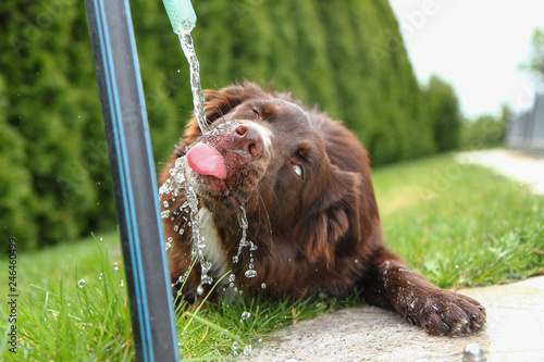 A thirsty dog is drinking water and looking quite funny.  photo