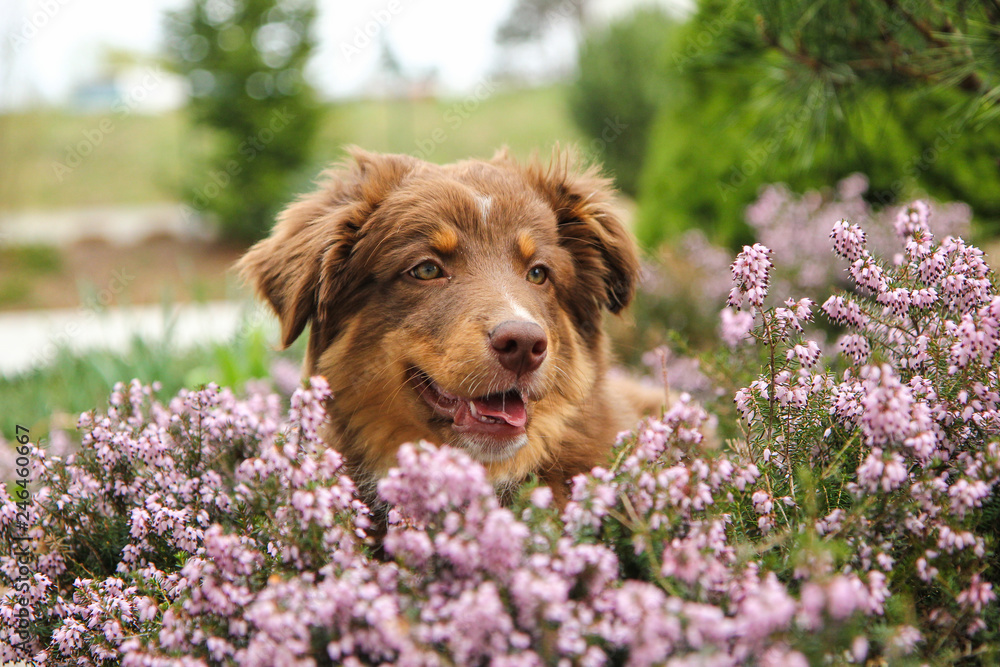 The cute puppy of the Australian shepherd is sitting in the heather and looking happy and satisfied. 