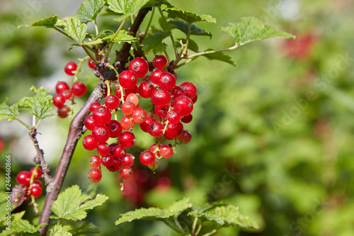 bush of red currant in a garden.