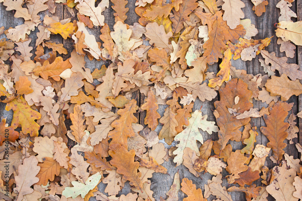 dry oak leaves on wooden boards, background, texture