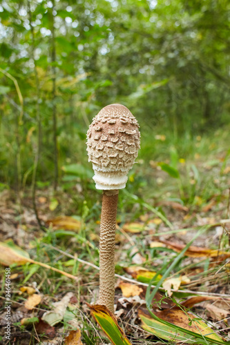 Mushroom umbrella growing in the grass in the forest