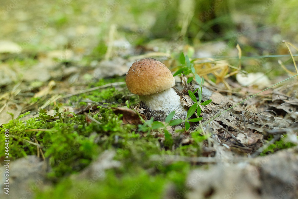 Edible mushroom Boletus edulis is growing in the forest. Porcini on moss in forest. Healthy and delicates food. Edible mushroom Boletus edulis is growing in the forest. Porcini on moss in forest. Healthy and delicates food.