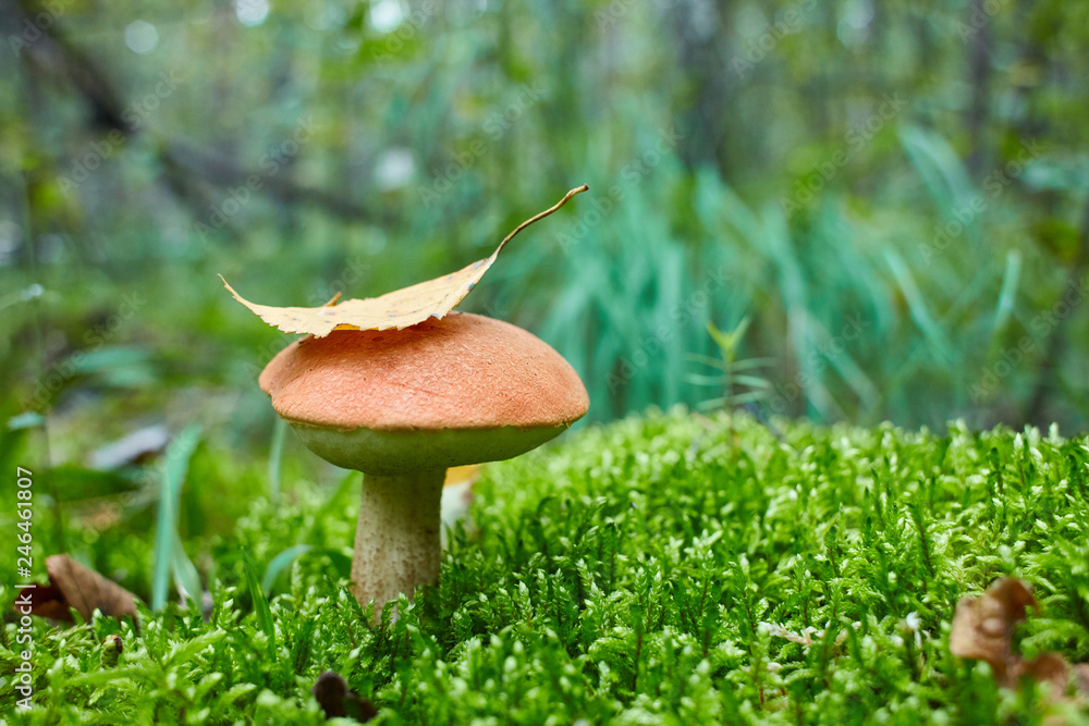 Fototapeta premium Leccinum vulpinum, or Red-Capped Bolete, growing in the forest. Space for text