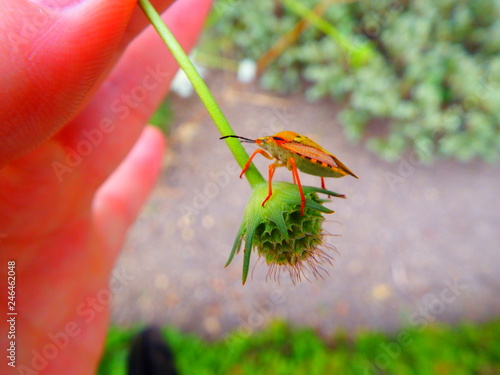 bug on flower