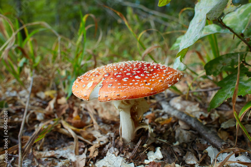 Amanita muscaria, commonly known as the fly agaric or fly amanita, is a mushroom and psychoactive basidiomycete fungus, one of many in the genus Amanita. Space for text